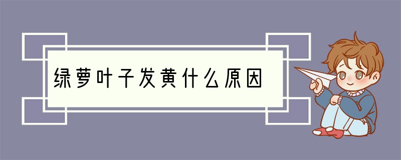 绿萝叶子发黄什么原因