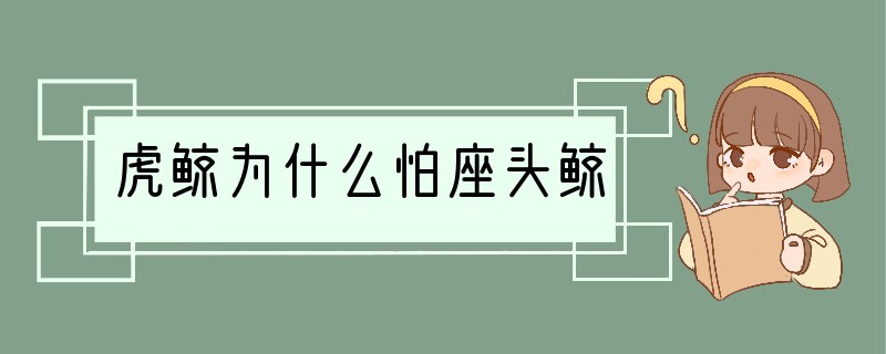 虎鲸为什么怕座头鲸