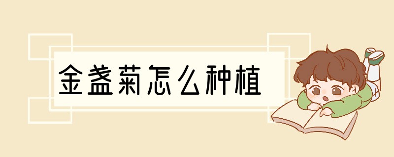 金盏菊怎么种植
